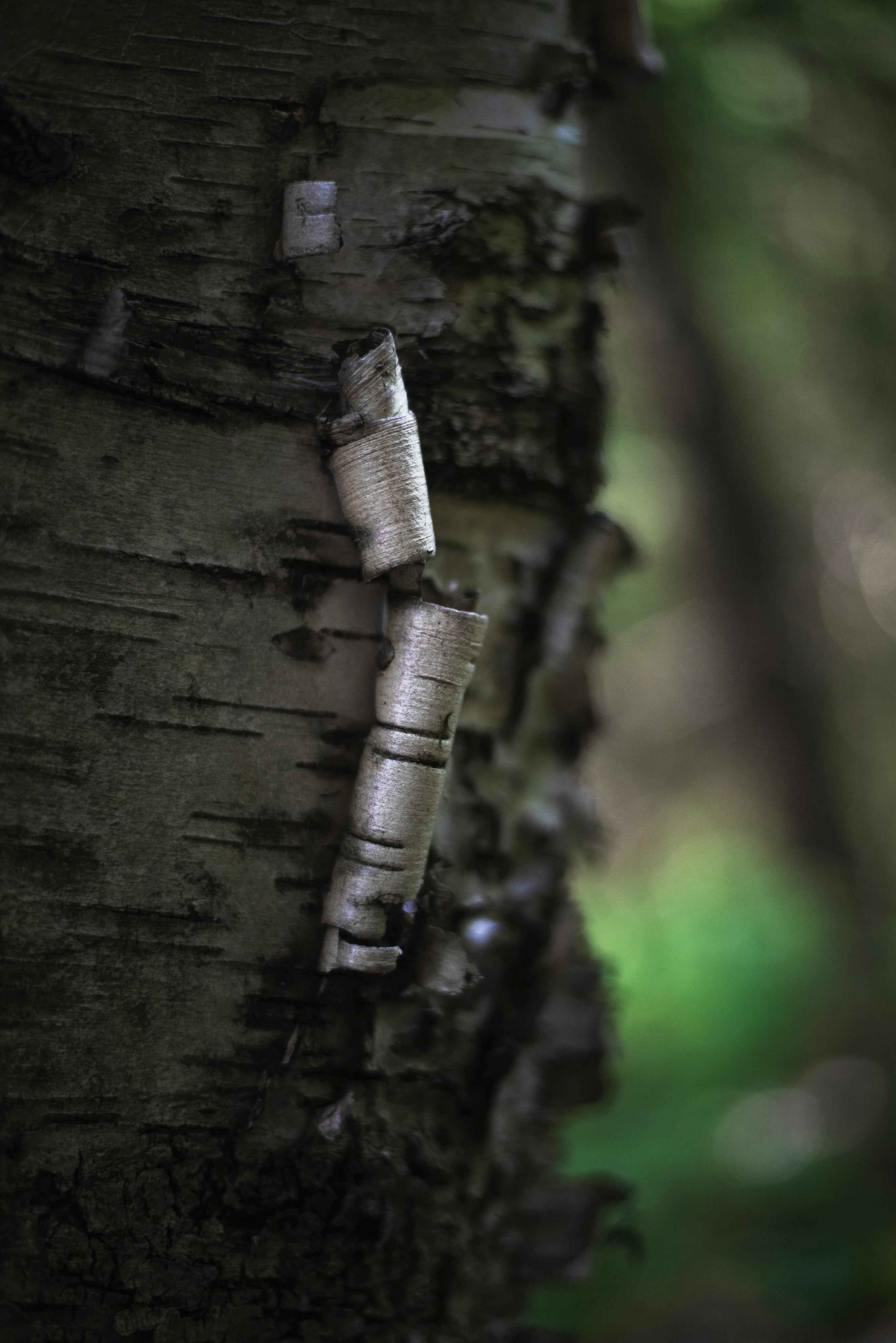 bark-peeling-away-on-birch-tree